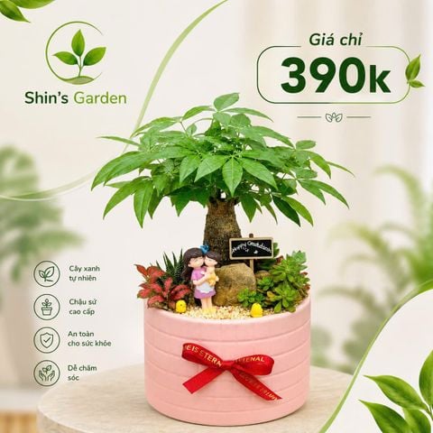  Cây kim ngân để bàn | KNMG0006 | Chậu sứ hồng | Thu hút tài lộc, may mắn, thịnh vượng | Hợp Mộc, Hỏa | Shin's Garden 