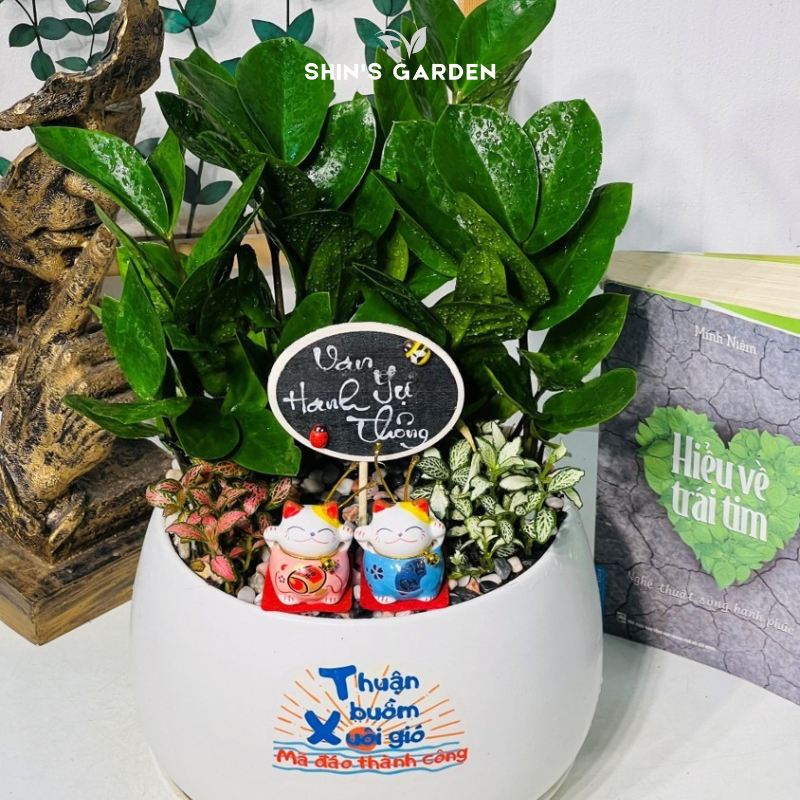 Cây kim tiền để bàn | SH0001 | Chậu sứ họa tiết | 30 - 50 cm | Tài lộc, May mắn, Thịnh vượng | Shin's Garden