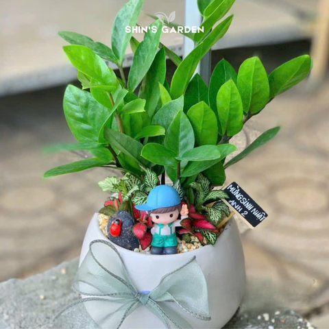  Cây kim tiền để bàn | SG00089 | Chậu sứ họa tiết | 30 - 50 cm | Tài lộc, May mắn, Thịnh vượng | Shin's Garden 