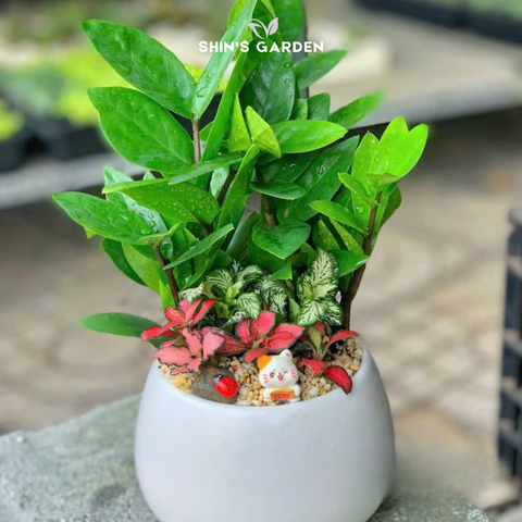  Cây kim tiền để bàn | SG00078 | Chậu sứ trắng | 30 - 50 cm | Tài lộc, May mắn, Thịnh vượng | Shin's Garden 