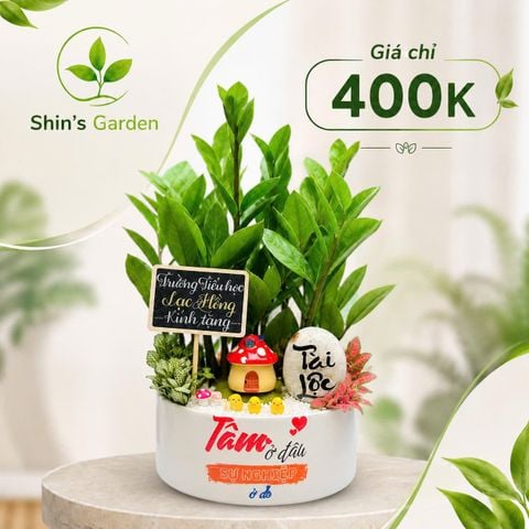  Cây kim tiền Mini KTMG00036 chậu sứ trắng – Cây kim phát tài phong thủy thu hút tài lộc | Shin's Garden 