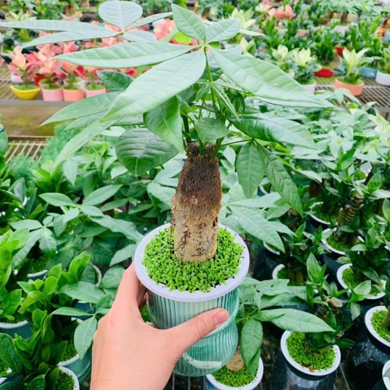 Cây kim ngân thủy sinh để bàn bình thủy tinh phong thủy