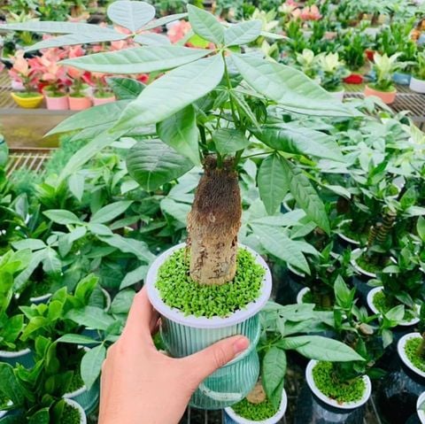  Cây kim ngân thủy sinh để bàn bình thủy tinh phong thủy 