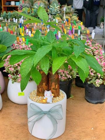  Cây kim ngân | 3 thân | SG00008 | Chậu sứ xanh | 50 - 60 cm | Tài lộc, Phát tài, Phát lộc | Shin's Garden 