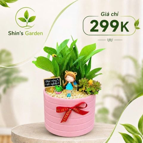  Cây kim tiền nhỏ KTMG0009 Chậu sứ hồng – Cây kim phát tài phong thủy thu hút tài lộc | Shin's Garden 