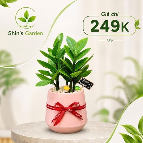  Cây kim tiền để bàn | KTMG0007 | Chậu sứ hồng | Thu hút tài lộc, may mắn, thịnh vượng | Hợp Mộc, Hỏa | Shin's Garden 