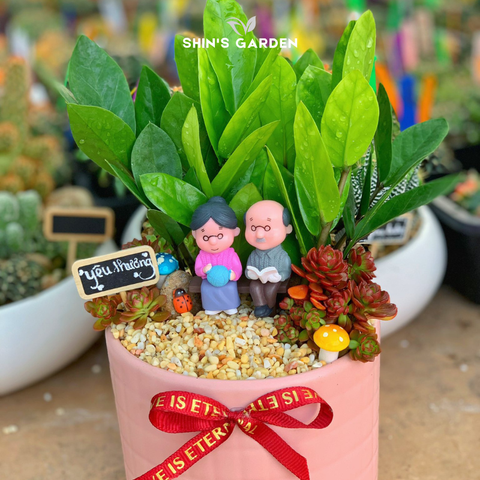  Cây kim tiền | SG00076 | Chậu sứ họa tiết | 20 - 40 cm | Tài lộc, May mắn, Thịnh vượng | Shin's Garden 