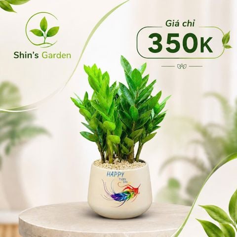  Cây kim tiền để bàn KTMG00019 chậu sứ trắng – Cây kim phát tài phong thủy thu hút tài lộc | Shin's Garden 