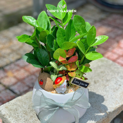  Cây kim tiền | SG00080 | Chậu sứ độc đáo | 30 - 50 cm | Tài lộc, May mắn, Thịnh vượng | Shin's Garden 