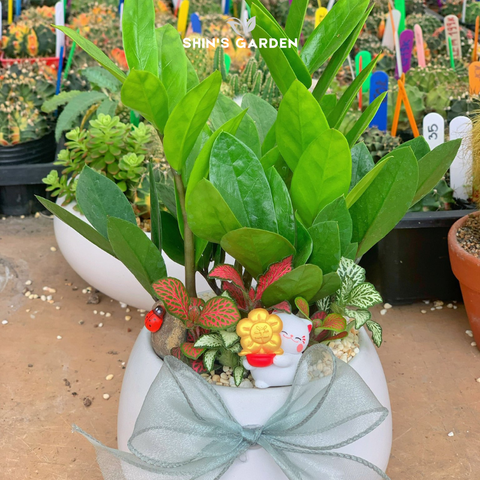  Cây kim tiền | SG00079 | Chậu sứ hình cầu | 30 - 50 cm | Tài lộc, May mắn, Thịnh vượng | Shin's Garden 