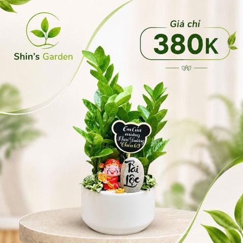  Cây kim tiền Mini KTMG00016 chậu sứ trắng – Cây kim phát tài phong thủy thu hút tài lộc | Shin's Garden 