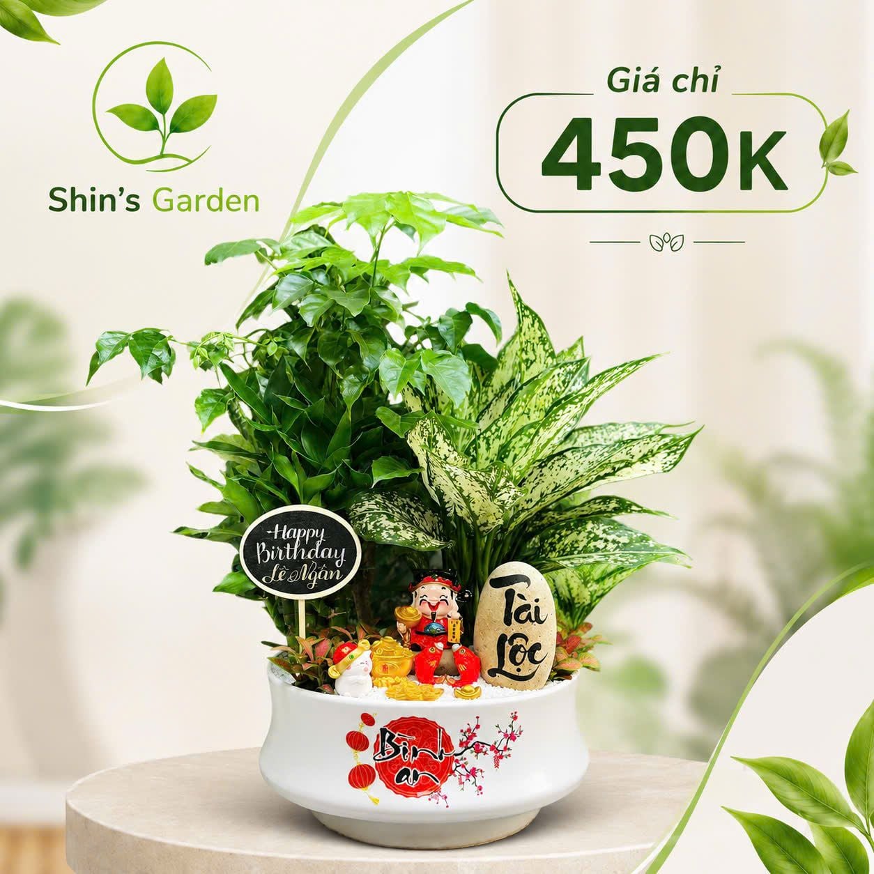 Cây kim tiền để bàn | KTMG00011 | Chậu sứ trắng | Thu hút tài lộc, may ...