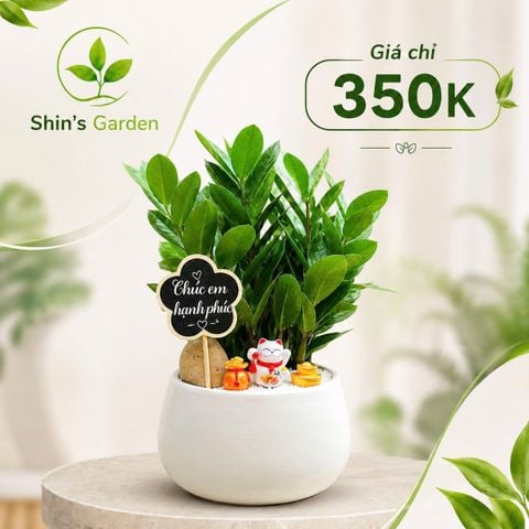  Cây kim tiền để bàn | KTMG0001 | Chậu sứ trắng | Thu hút tài lộc, may mắn, thịnh vượng | Hợp Mộc, Hỏa, Kim | Shin's Garden 