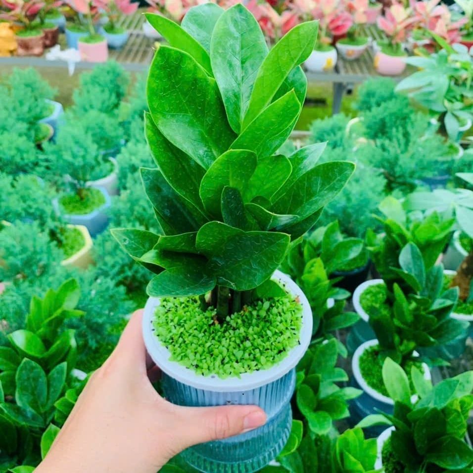 Cây kim tiền thủy sinh mini để bàn bình thủy tinh phong thủy đẹp