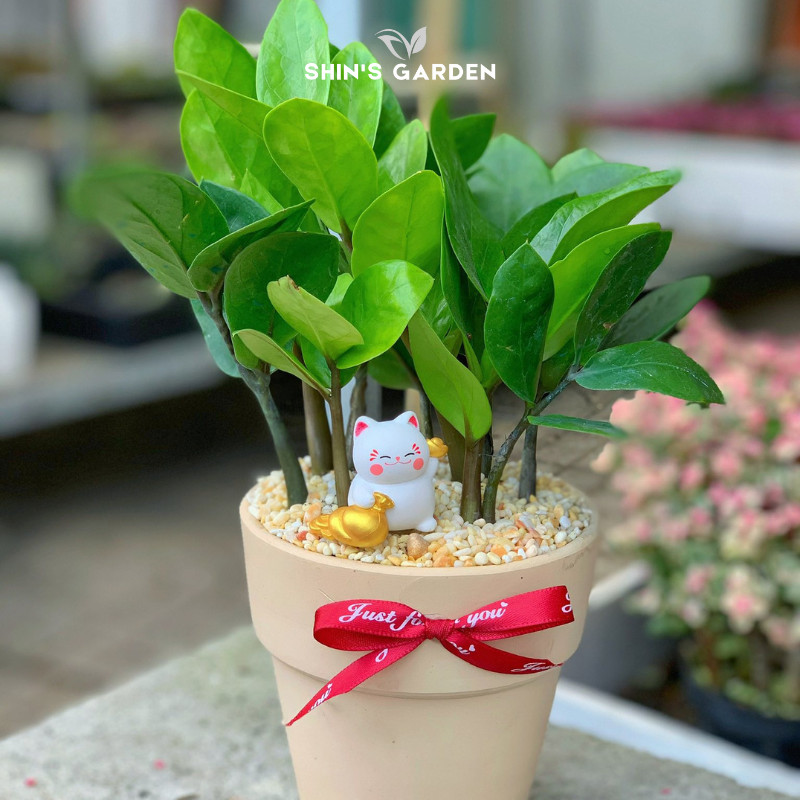 Cây kim tiền | SG00098 | Chậu sứ họa tiết | 20 - 40 cm | Tài lộc, May mắn, Thịnh vượng | Shin's Garden