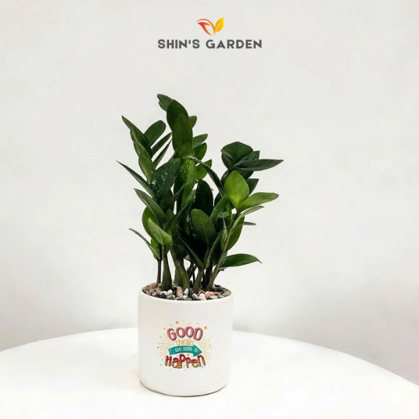 Cây kim tiền | YCX0019 | Chậu sứ trụ họa tiết | 22 - 30 cm | Tài lộc, May mắn, Thịnh vượng | Shin's Garden