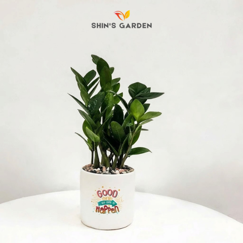  Cây kim tiền | YCX0019 | Chậu sứ trụ họa tiết | 22 - 30 cm | Tài lộc, May mắn, Thịnh vượng | Shin's Garden 