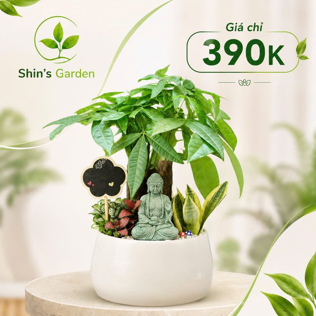Cây kim ngân phong thủy | KNMG00019 | Chậu sứ họa tiết | Thu hút tài lộc, may mắn, thịnh vượng | Hợp Mộc, Hỏa | Shin's Garden