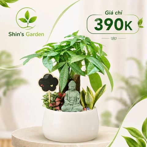  Cây kim ngân để bàn | KNMG00019 | Chậu sứ họa tiết | Thu hút tài lộc, may mắn, thịnh vượng | Hợp Mộc, Hỏa | Shin's Garden 