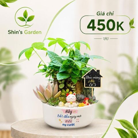  Cây kim ngân để bàn | KNMG00011 | Chậu sứ họa tiết | Thu hút tài lộc, may mắn, thịnh vượng | Hợp Mộc, Hỏa | Shin's Garden 