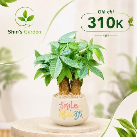  Cây kim ngân để bàn | KNMG00017 | Chậu sứ họa tiết | Thu hút tài lộc, may mắn, thịnh vượng | Hợp Mộc, Hỏa | Shin's Garden 