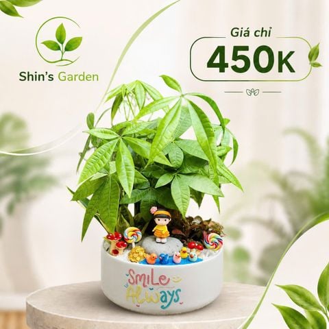  Cây kim ngân để bàn | KNMG00016 | Chậu sứ họa tiết | Thu hút tài lộc, may mắn, thịnh vượng | Hợp Mộc, Hỏa | Shin's Garden 