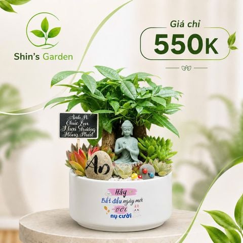  Cây kim ngân để bàn | KNMG0009 | Chậu sứ họa tiết | Thu hút tài lộc, may mắn, thịnh vượng | Hợp Mộc, Hỏa | Shin's Garden 
