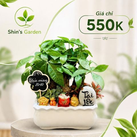  Cây kim ngân để bàn | KNMG00039 | Chậu sứ họa tiết | Thu hút tài lộc, may mắn, thịnh vượng | Hợp Mộc, Hỏa | Shin's Garden 