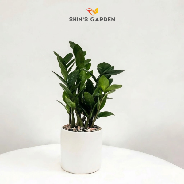 Cây kim tiền | YCX0001 | Chậu sứ trụ | 22 - 30 cm | Tài lộc, May mắn, Thịnh vượng | Shin's Garden