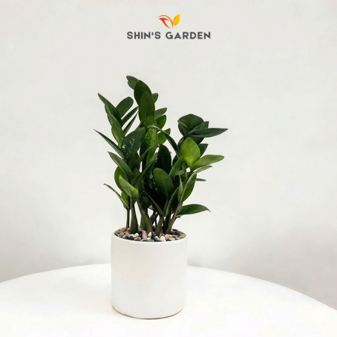  Cây kim tiền | YCX0001 | Chậu sứ trụ | 22 - 30 cm | Tài lộc, May mắn, Thịnh vượng | Shin's Garden 