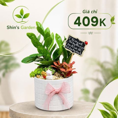  Cây kim tiền để bàn | KTMG0006 | Chậu sứ trắng | Thu hút tài lộc, may mắn, thịnh vượng | Hợp Mộc, Hỏa, Kim | Shin's Garden 
