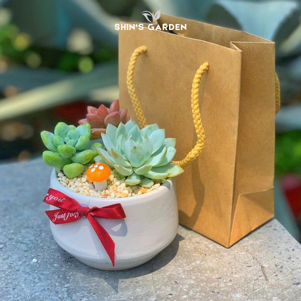  Chậu sen đá | SG00091 | Chậu sứ trắng | Nhiều màu | Trường tồn, May mắn, Vĩnh cửu | Shin's Garden 