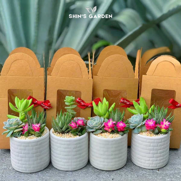  Chậu sen đá quà tặng | SG00092 | Chậu sứ trắng | Nhiều màu | Trường tồn, May mắn, Vĩnh cửu | Shin's Garden 