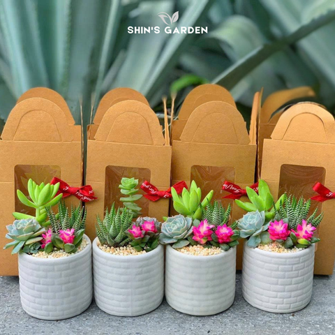  Chậu sen đá quà tặng | SG00092 | Chậu sứ trắng | Nhiều màu | Trường tồn, May mắn, Vĩnh cửu | Shin's Garden 