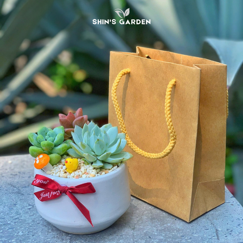 Chậu sen đá quà tặng | SG00093 | Chậu sứ trắng | Nhiều màu | Trường tồn, May mắn, Vĩnh cửu | Shin's Garden