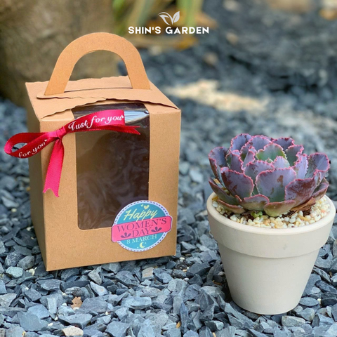  Chậu sen đá quà tặng | SG00097 | Chậu sứ trắng | Nhiều màu | Trường tồn, May mắn, Vĩnh cửu | Shin's Garden 