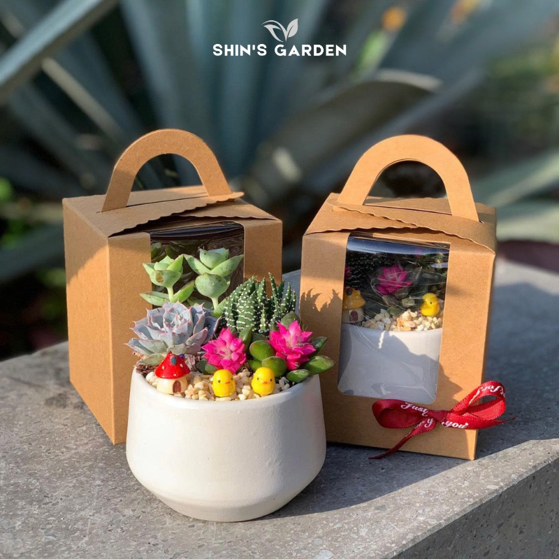 Chậu sen đá quà tặng | SG00099 | Chậu sứ trắng | Nhiều màu | Trường tồn, May mắn, Vĩnh cửu | Shin's Garden