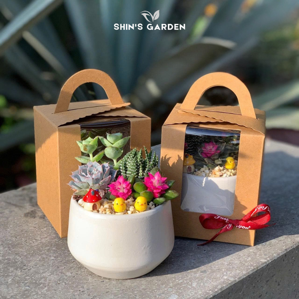  Chậu sen đá quà tặng | SG00099 | Chậu sứ trắng | Nhiều màu | Trường tồn, May mắn, Vĩnh cửu | Shin's Garden 