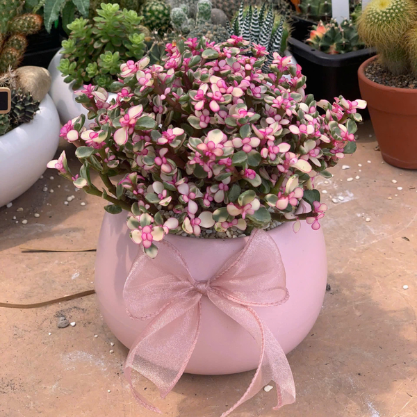  Sen đá đô la hồng: Ý nghĩa, cách chăm sóc và ứng dụng phong thủy 