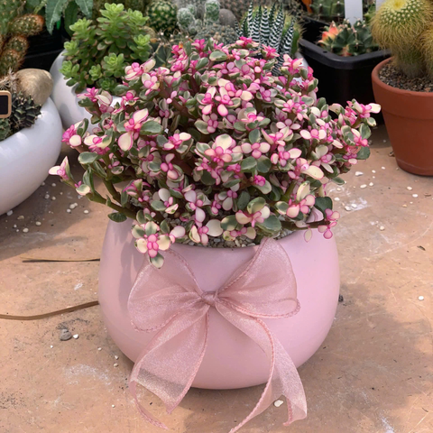  Sen đá đô la hồng: Ý nghĩa, cách chăm sóc và ứng dụng phong thủy 