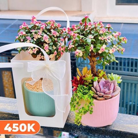  Sen đá đô la hồng: Ý nghĩa, cách chăm sóc và ứng dụng phong thủy 