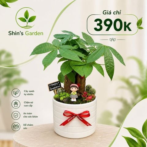  Cây kim ngân để bàn | KNMG0007 | Chậu sứ trắng | Thu hút tài lộc, may mắn, thịnh vượng | Hợp Mộc, Hỏa | Shin's Garden 