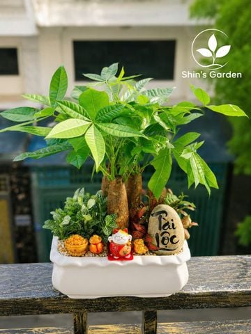  Cây kim ngân để bàn | KNMG0001 | Chậu sứ trắng | Thu hút tài lộc, may mắn, thịnh vượng | Hợp Mộc, Hỏa | Shin's Garden 