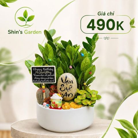  Cây kim tiền đẹp KTMG00037 chậu sứ trắng – Cây kim phát tài phong thủy thu hút tài lộc | Shin's Garden 