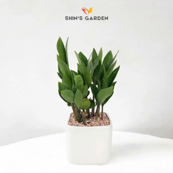 Cây kim tiền | YCX0009 | Chậu sứ vuông | 22 - 30 cm | Tài lộc, May mắn, Thịnh vượng | Shin's Garden