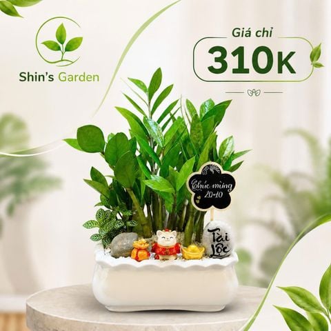  Cây kim tiền Mini KTMG00039 chậu sứ trắng – Cây kim phát tài phong thủy thu hút tài lộc | Shin's Garden 
