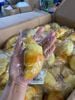 Squishy bánh mì sừng nhỏ