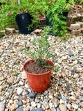 Chậu cây rau gia vị - hương thảo