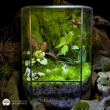 Terrarium