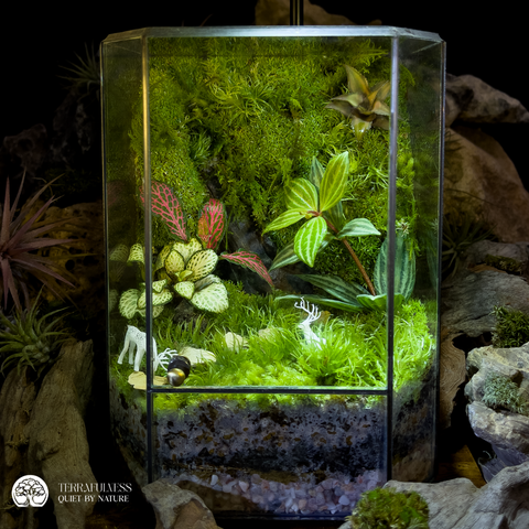 Terrarium